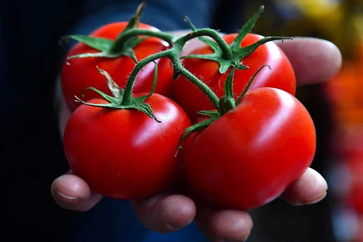 Bir Ilcemizin Domatesi Dunyanin En Iyileri 19602397 4043 Amp