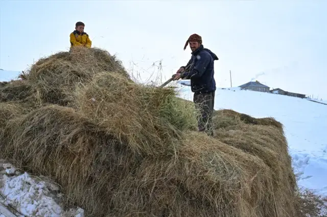 Bu Koyun Kisin Tek Sakini Onlar 3 Metre Karin 19608420 9837 M