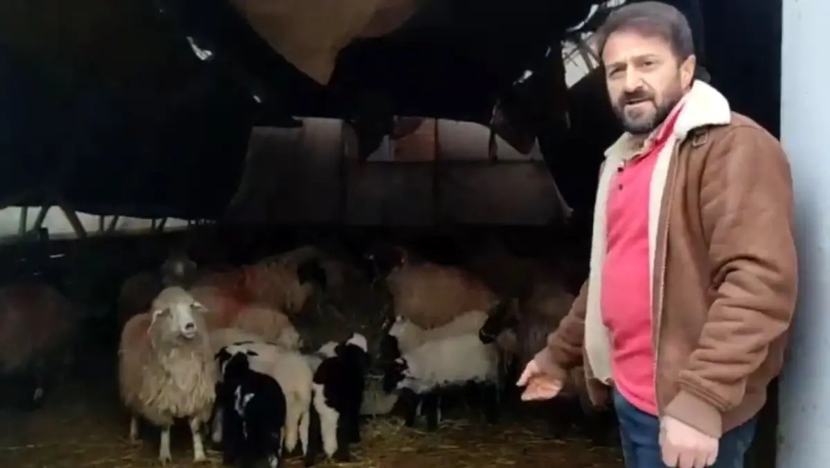 Koyunlar Minibusun Etrafinda Dakikalarca Dond 19560608 Amp