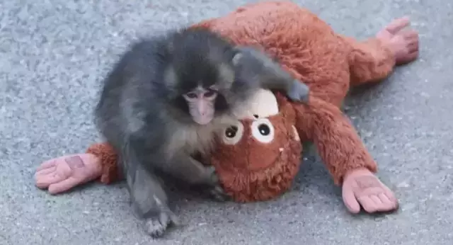 Maymun Punch Pelus Oyuncagini Birakti Yerine 19592202 3513 M