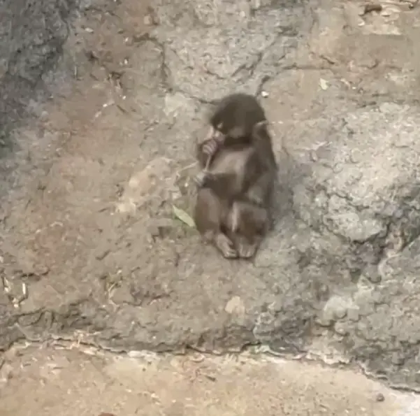 Maymun Punch Pelus Oyuncagini Birakti Yerine 19592202 6909 M