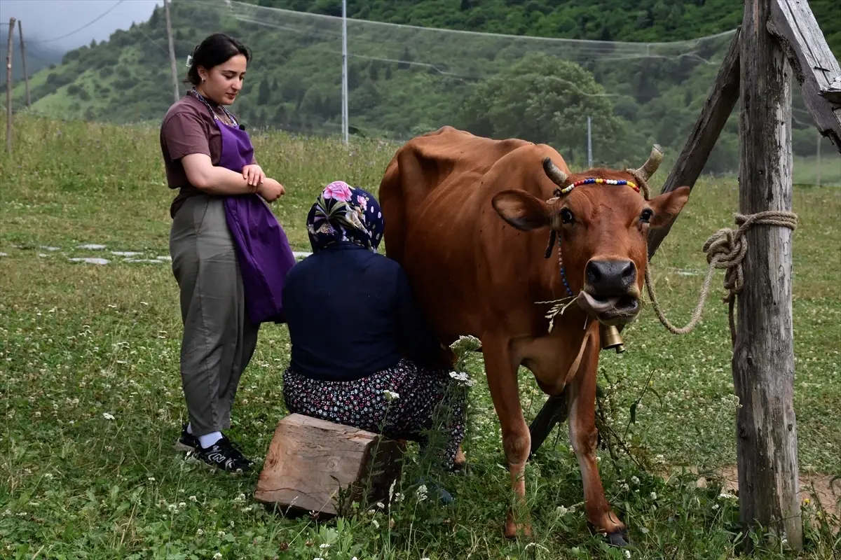 Memleket Sofrasi Hamsikoy Sutlaci 19602364 Amp