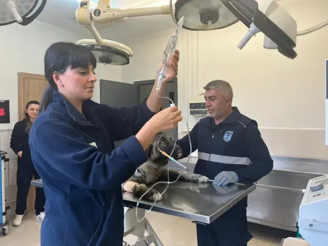 Sahibinin Kamyonetin Arkasina Bagladigi Kopegi 19545879 9263 M