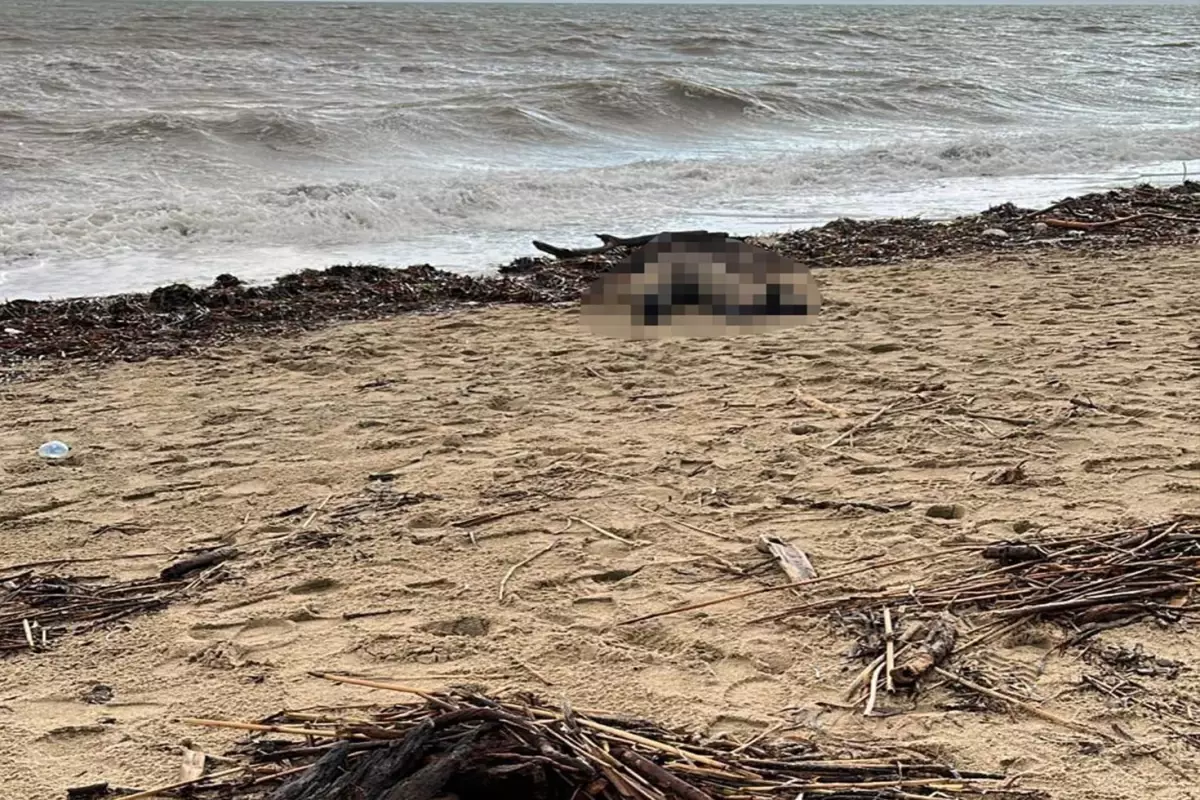 Sarimsakli Sahiline Kadin Cesedi Vurdu 19573655 4295 Amp