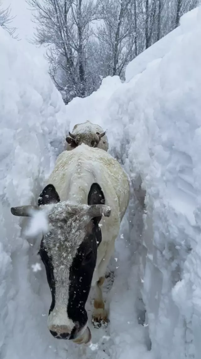 Tunceli De Kar Kalinligi Insan Boyunu Asti 19607791 6531 M
