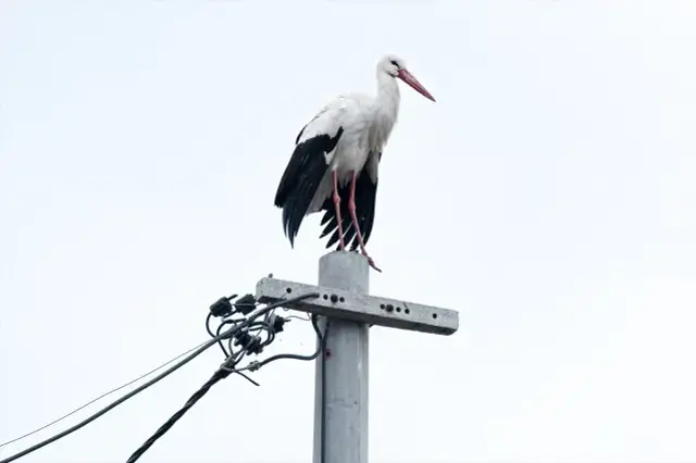 Yaren Leylek Geldi Buyuk Bulusma Gerceklesti 19606859 1038 M