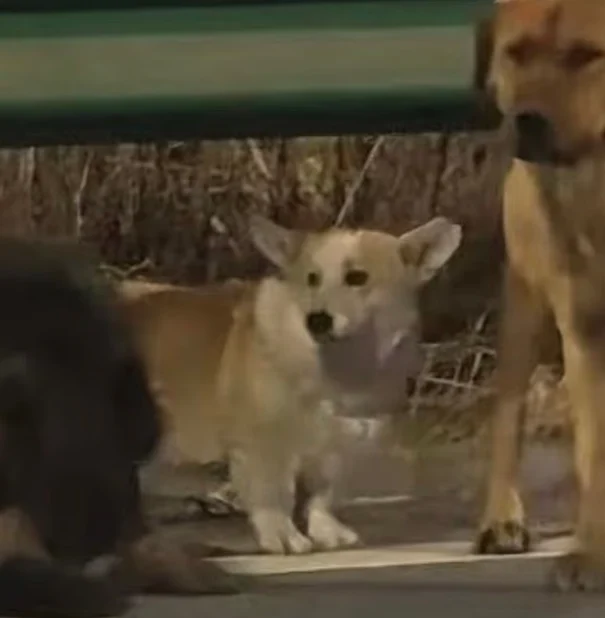 7 Kopegin Kesimhaneden Inanilmaz Firari Askeri 19687918 4593 M