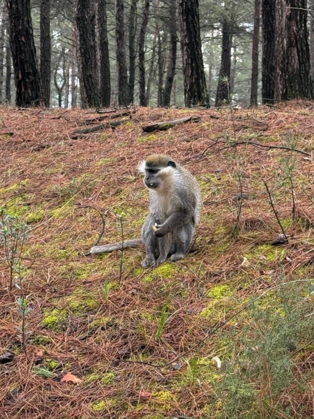 Afrika Degil Denizli Mantar Ar 19702279 7287 1 M