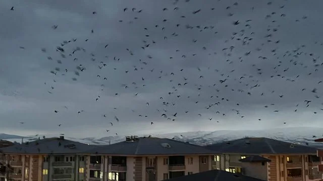 Ardahan Da Binlerce Karga Gokyuzunu Kapladi 3 19698345 O