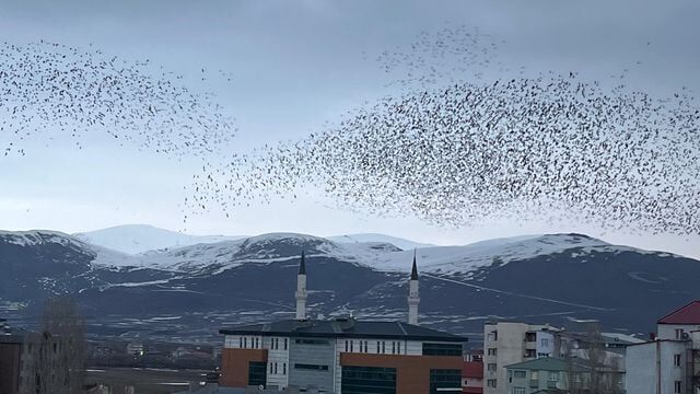Ardahan Da Binlerce Karga Gokyuzunu Kapladi 7 19698345 O