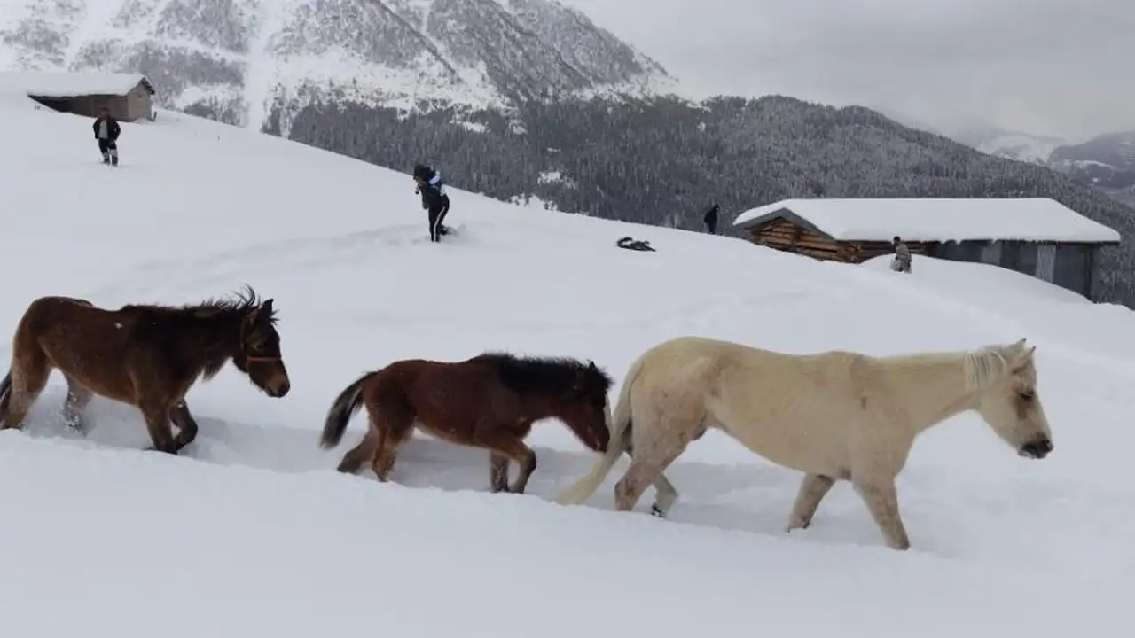 Artvinde 3 Aydir Kayip Olan Atlar Genclerin Cabasiyla Kurtarildi