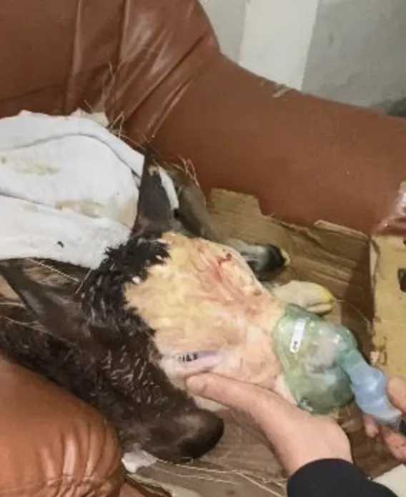 Ekran Resmi 2026 03 07 132044