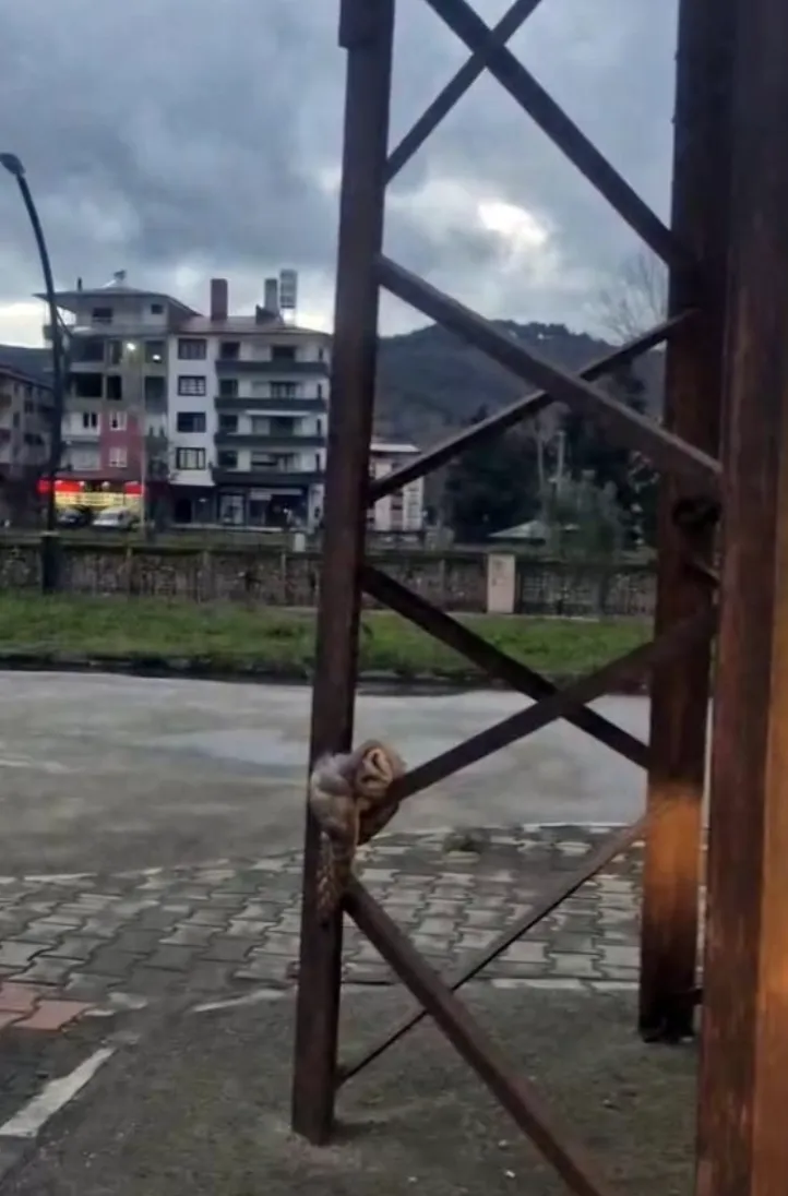 Ekran Resmi 2026 03 17 111807