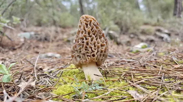 Koyluler Dag Tepe Onu Ariyor A 2E5Ee5E487 2688 1 M