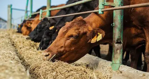 Orta Dogu Daki Savas Tarlayi Vurdu Kuresel Gida 19636120 4396 M