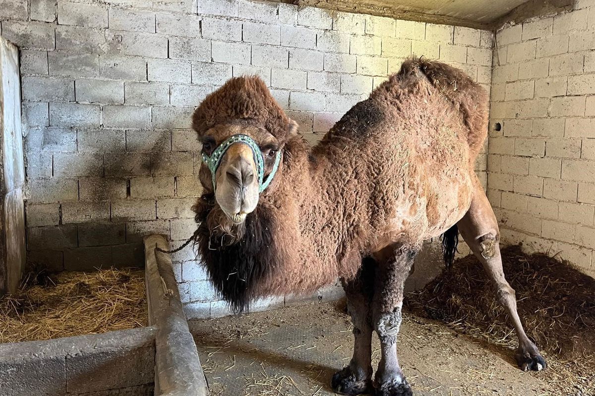 Sap Hastaligi Onlari Da Etkiledi Erkenden 19652147 2861 Amp