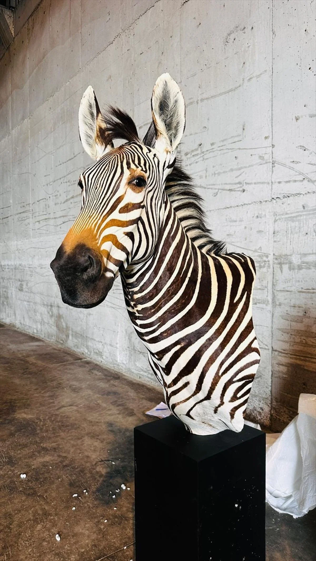 Tarim Ve Orman Bakanligi Yaban Hayvani Trofel 19692684 Amp