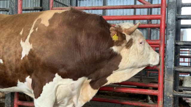 15 Tonluk Dev Tosun Kurban Ici 19766989 8372 2 M