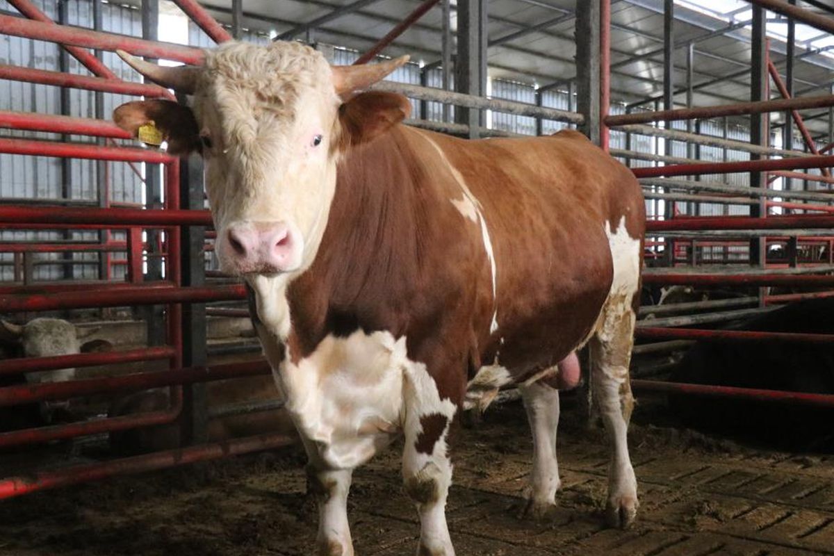 15 Tonluk Dev Tosun Kurban Icin Hazir Iste 4Ba9F7D239 Amp