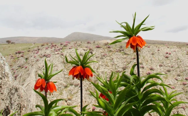 Afsinde Ters Laleler Acti Kopa 19782314 1079 1 M