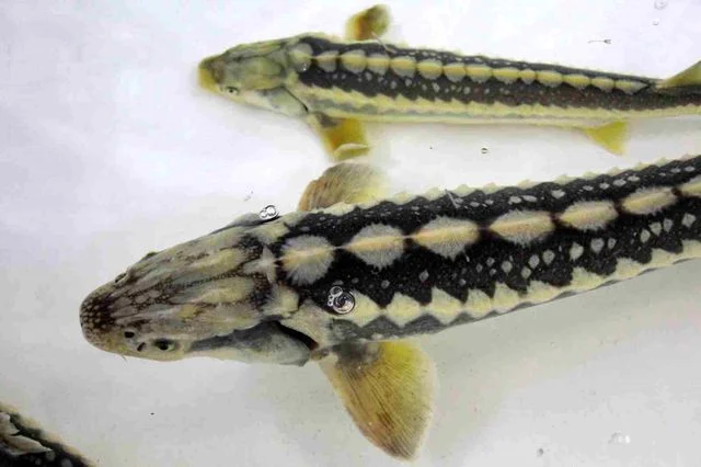 Bu Baligin Havyari Siyah Inci Karadeniz E 8 B 3 19760437 O