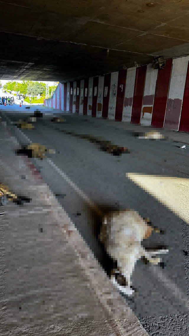 Hatayda Otomobilin Carptigi Su 19774919 1411 1 M