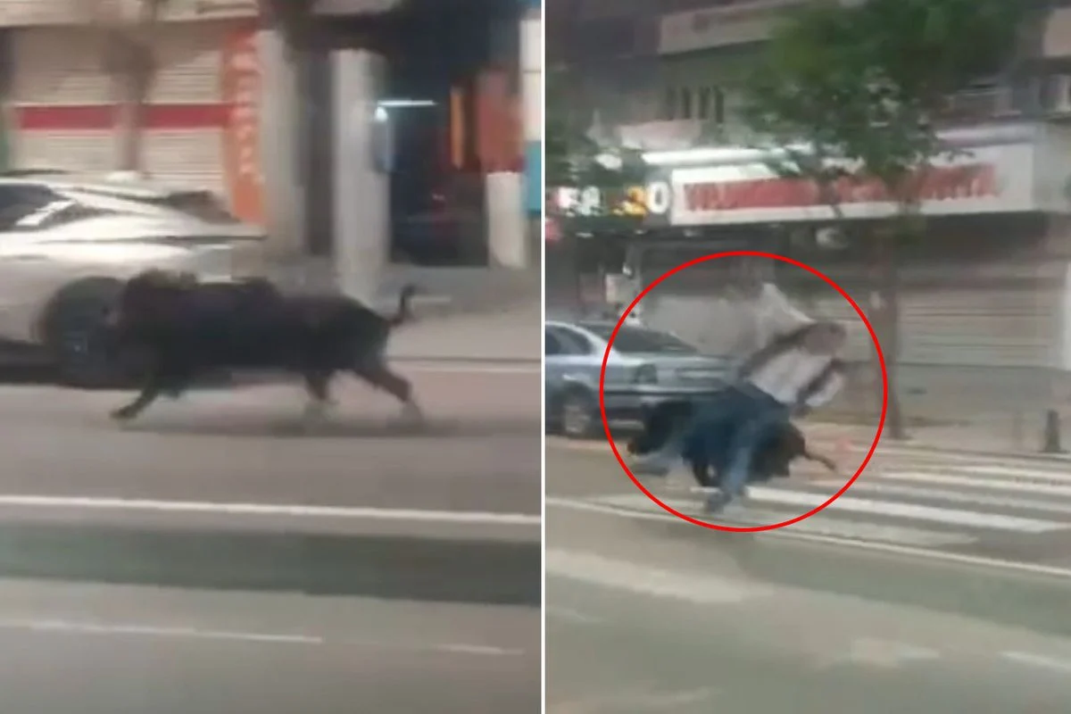 Kent Merkezine Inen Yaban Domuzu 3 Kisiyi Yaraladi 19786842 9664 Amp