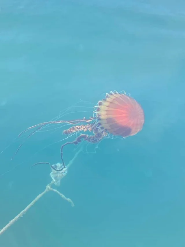 Kirmizi Buyuk Ve Uzun Kollari E14Cca99D2 3866 4 M