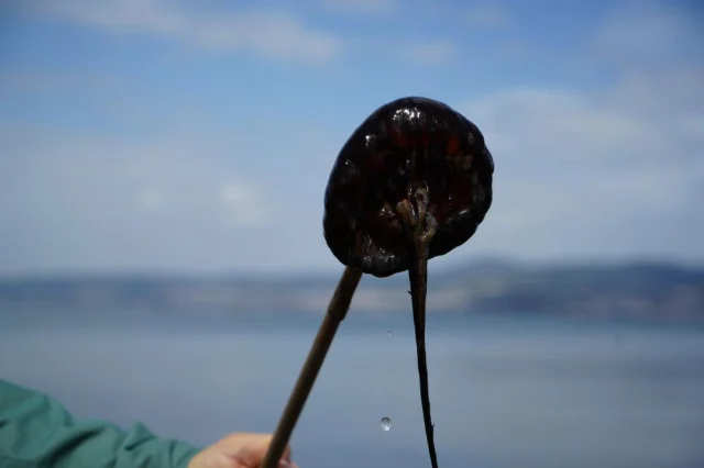 Kirmizi Buyuk Ve Uzun Kollari E14Cca99D2 5128 2 M