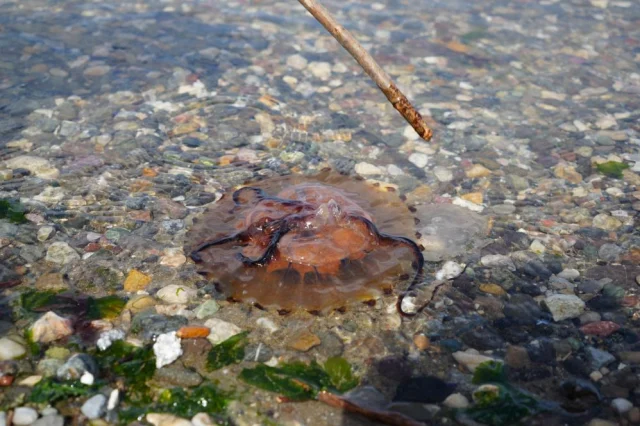 Kirmizi Buyuk Ve Uzun Kollari E14Cca99D2 5727 1 M