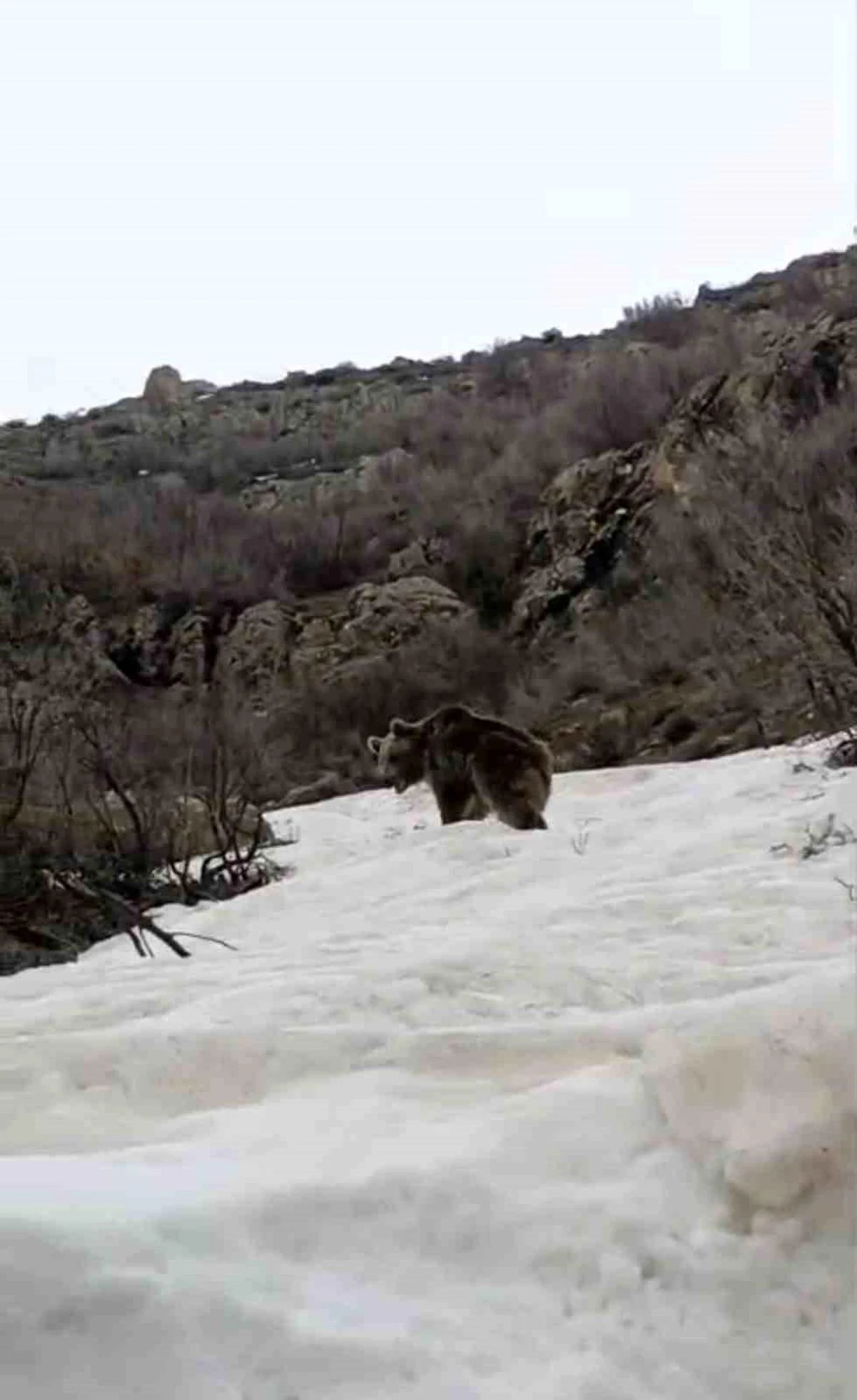 Kis Uykusundan Uyanan Ayi Yerlesim Yerine Ind 19711771 Amp