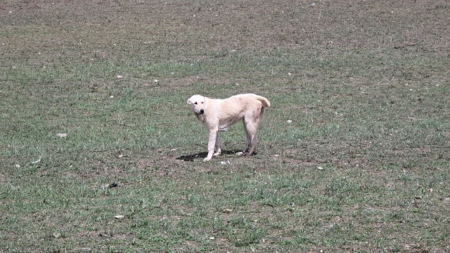 Kopek Dehsetinin Goruntuleri O 19793684 2041 3 M