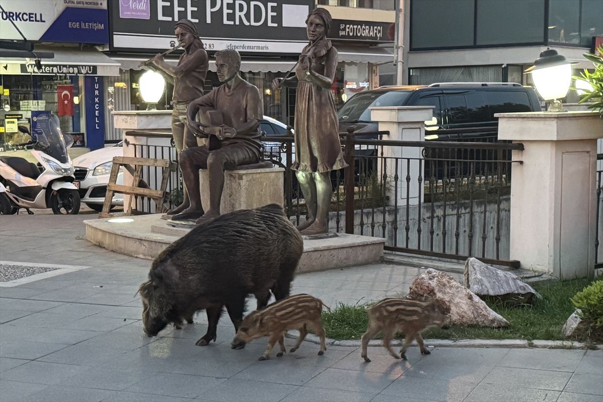 Marmaris Te Yaban Domuzlari Yerlesim Alanina 19776269 Amp