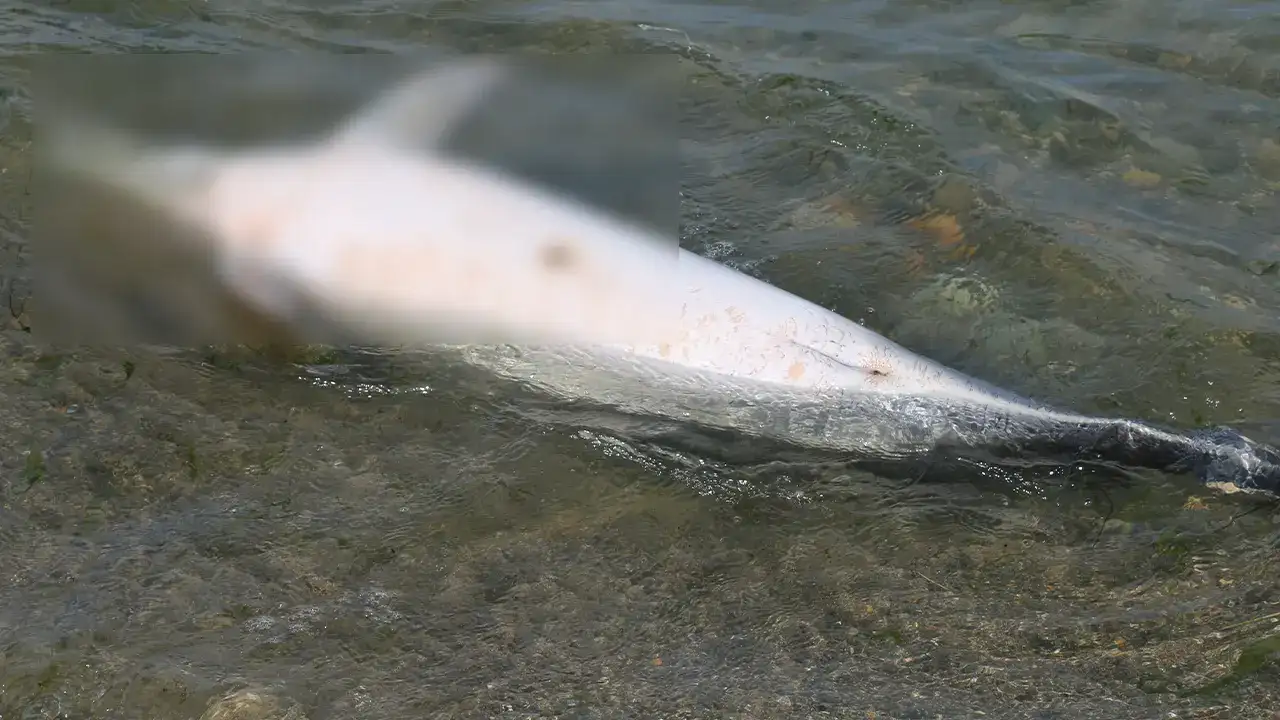 Olu Yuns Sahile Urdu