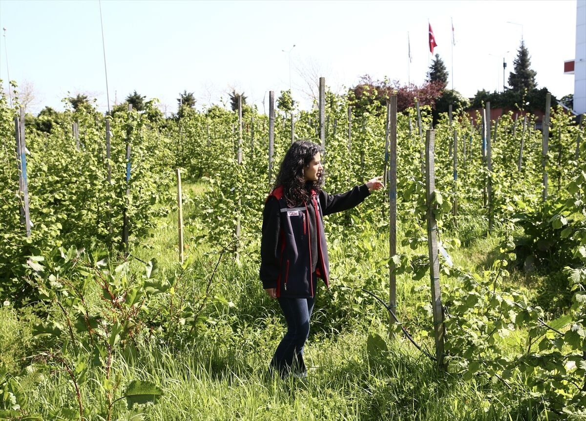 Orta Ve Dogu Karadenizli Ureticiler Findikta 19766070 Amp