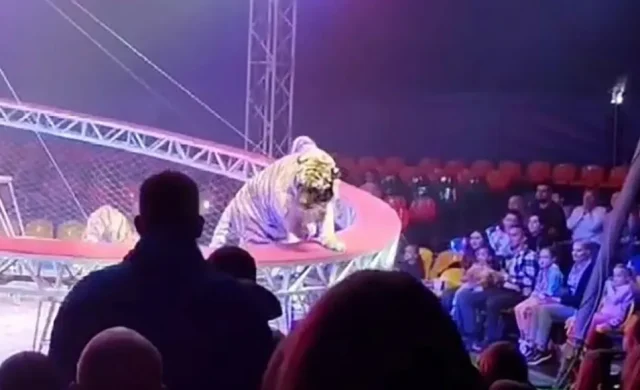 Sirkte Dehset Anlari Kafesinde 5F82D2B07D 3626 3 M