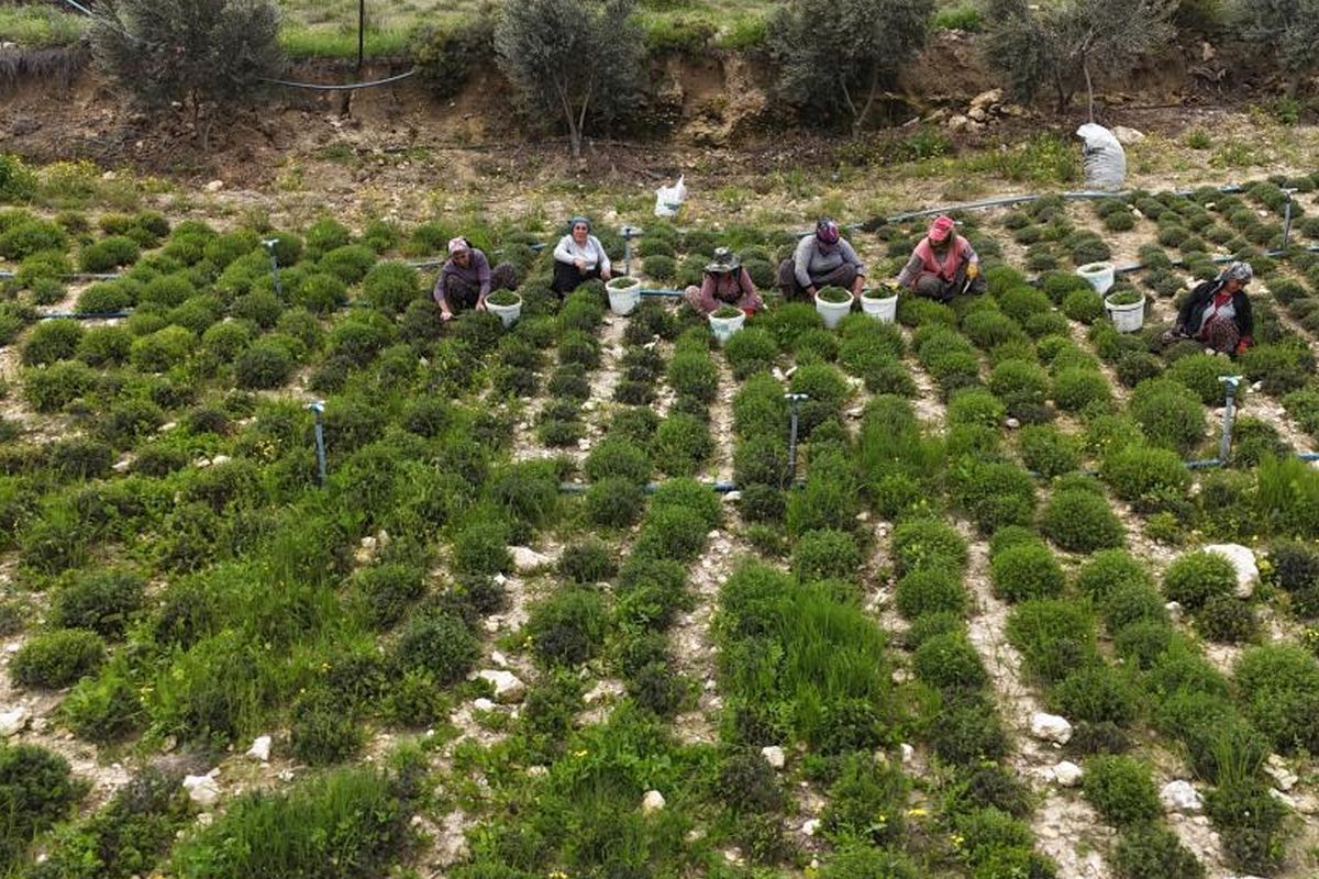 Sofralarin Vazgecilmezi Zahterde Bereketli Hasat 19780114 5140 Amp