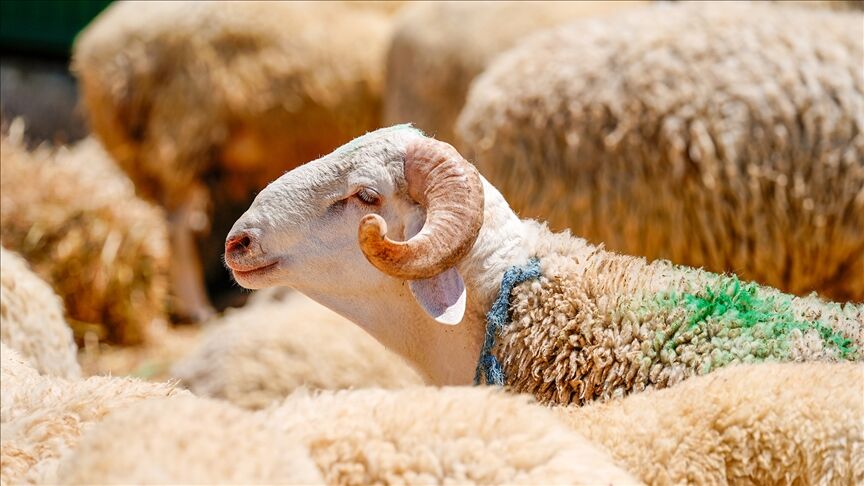 Thumbs B C E26713E7E2F065C1E7F076B7C620Cbe0