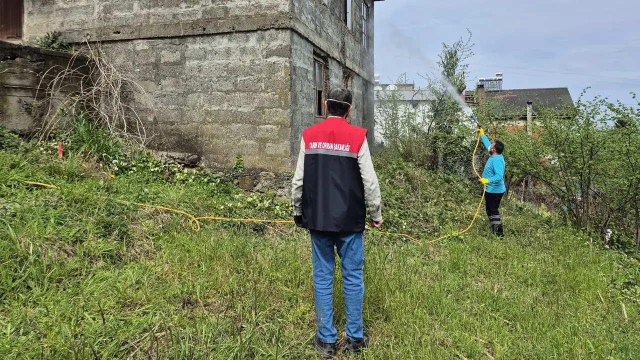 Trabzonda Kahverengi Kokarcaya Karsi Mucadele Suruyor