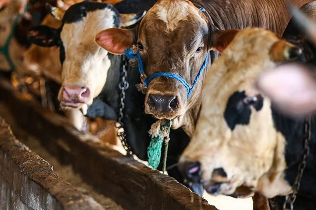 Vekaletle Kurban Kesim Bedelleri Belirlendi Cc7E0D99Cf Amp