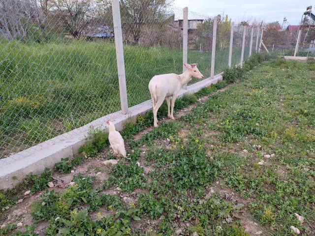 Elazig Da Beyaz Ala Geyik Bu Kez Koyun Surusu 2 19830667 O