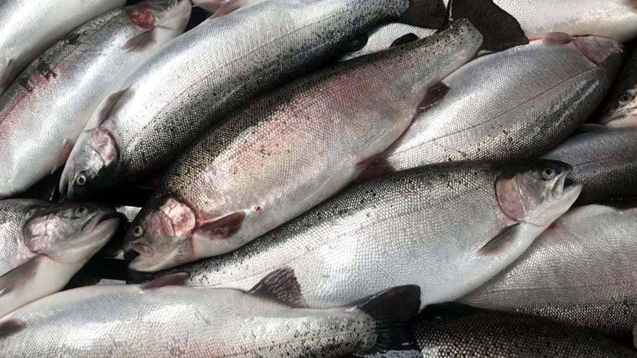 Karadeniz Somonu Aa 1526713