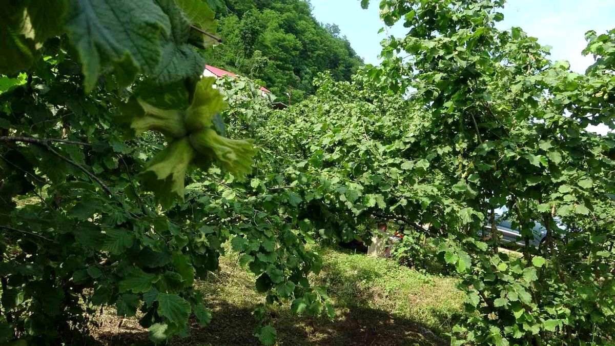 Giresun Da Kahverengi Kokarcaya Karsi Samuray 19977169 Amp