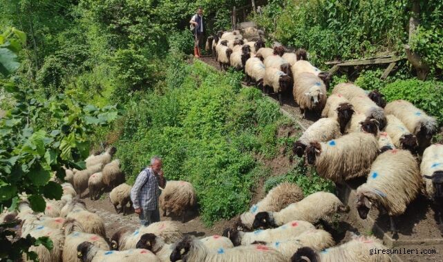 Giresun Da Yayla Gocu Basladi 2546
