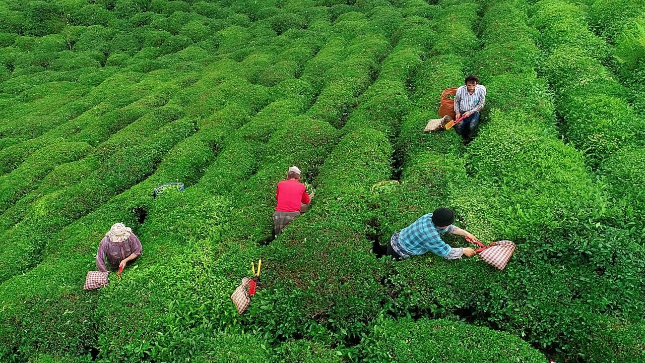 Rize Cay Aa 1505176