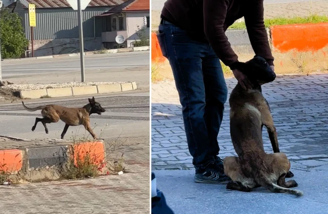 Saldirgan Kopek Kadinin Kolunu 19947115 7248 1 M