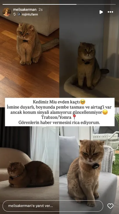 Okay Yokuşlu Kedi