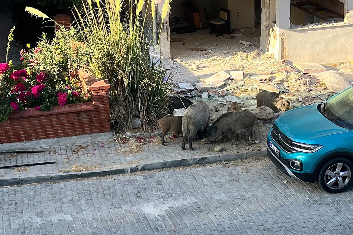 Kuşadası’nda Domuz Sürüsü Sokağa İndi