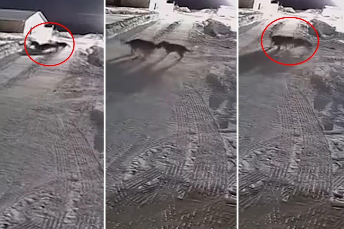 Kurt Sürüsü Çiftlikteki Köpeğe Saldırdı