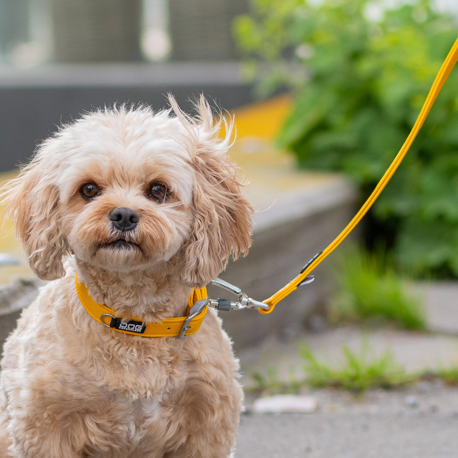 Köpeklerde Karaciğer Hastalıklarında Beslenme Ayrı Bir Plan Gerektiriyor